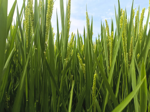天空下绿油油稻田