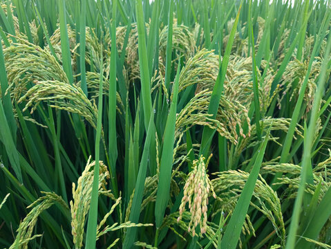优质稻米稻田