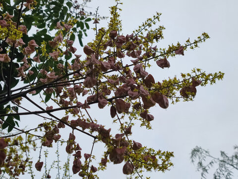 楠树及花果叶