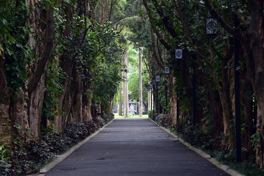 林荫路