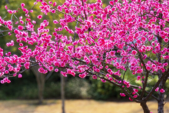 梅花树