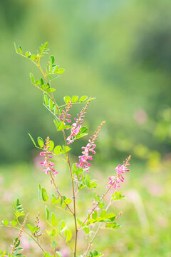 木蓝花