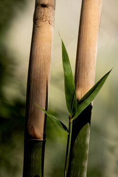 竹节与竹叶