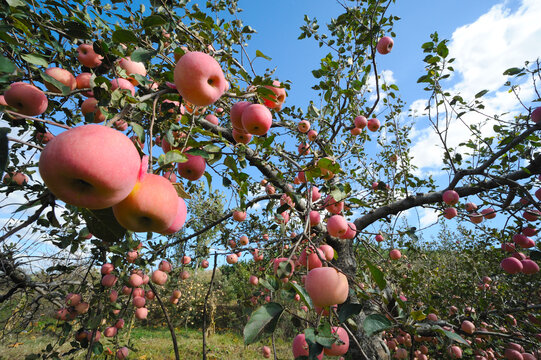 苹果树挂满苹果