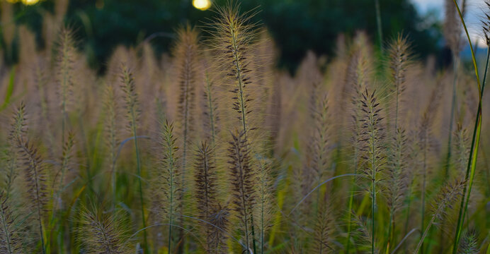 狼尾巴草