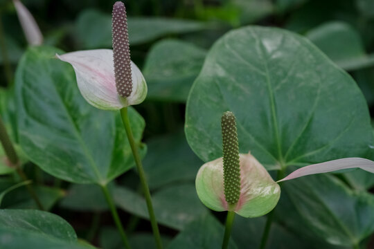 银川花博园四季馆