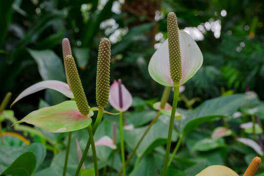 银川花博园四季馆