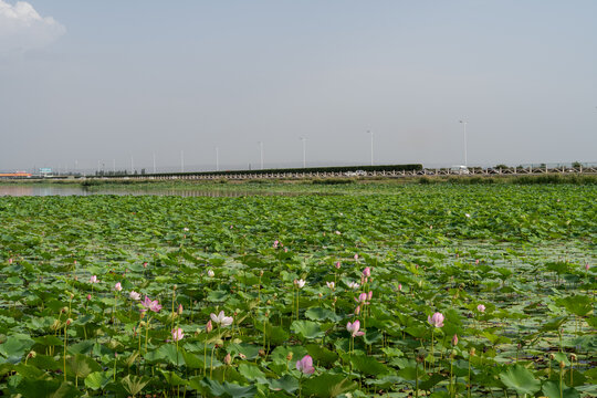 鸣翠湖公园荷花