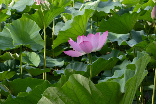 鸣翠湖公园荷花