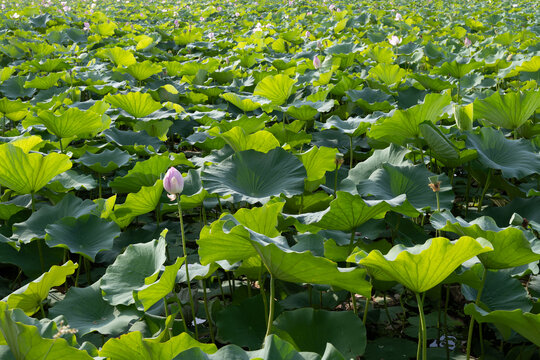 鸣翠湖公园荷花