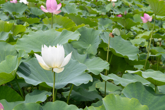 鸣翠湖国家湿地公园