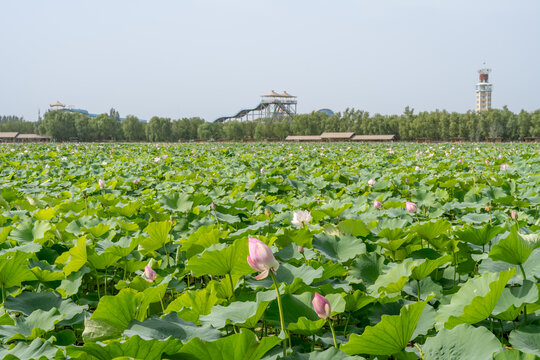 鸣翠湖国家湿地公园