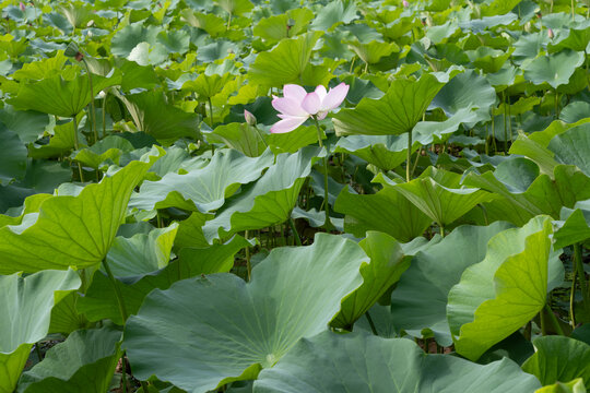 鸣翠湖国家湿地公园