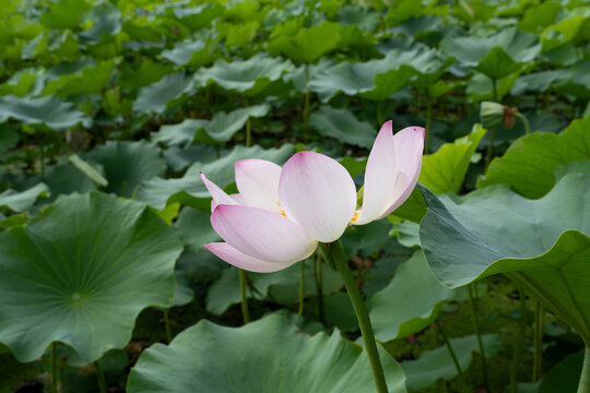 鸣翠湖国家湿地公园