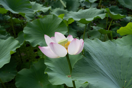 鸣翠湖国家湿地公园