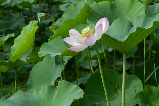 鸣翠湖国家湿地公园