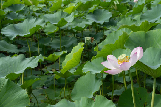 鸣翠湖国家湿地公园