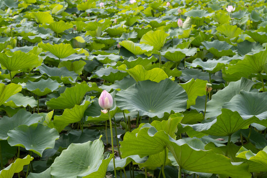 鸣翠湖国家湿地公园