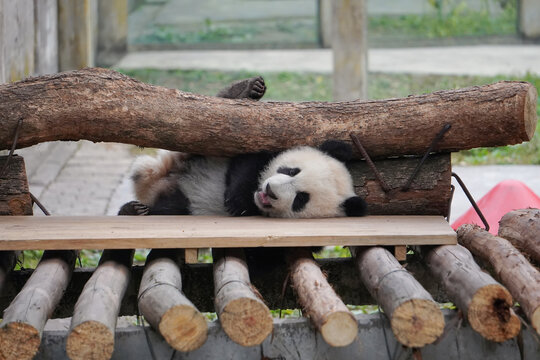 幼年大熊猫双重喜庆约7月龄