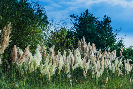 湿地公园芦苇