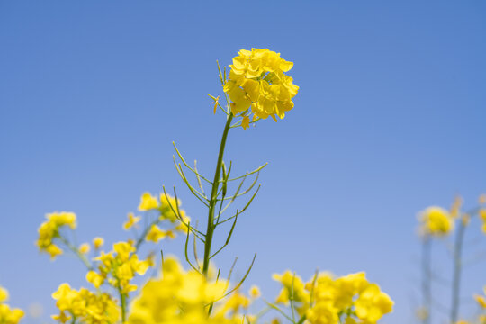 油菜花海