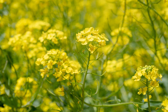 油菜花田