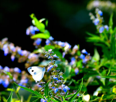 花树中的白蝴蝶