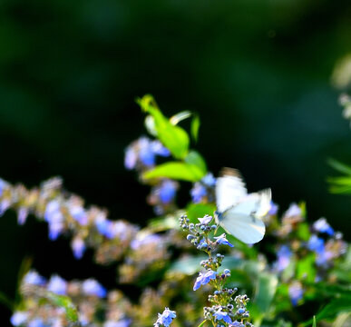 花树中的白蝴蝶