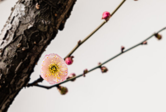 梅花