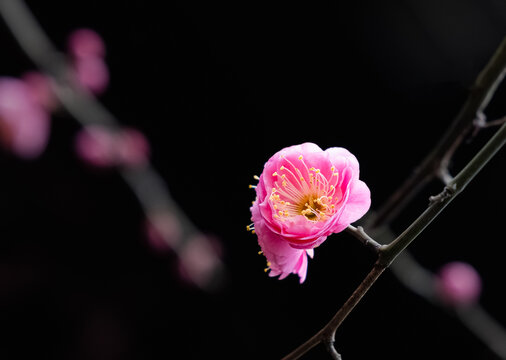 梅花