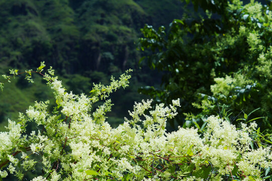 山野小白花