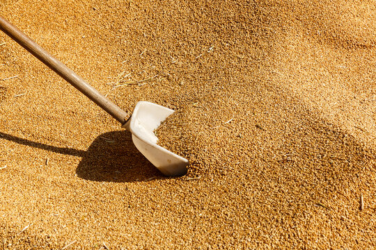 麦收季节小麦堆