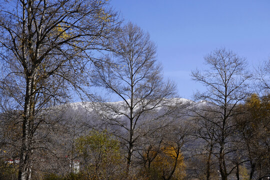 冬日的白杨树
