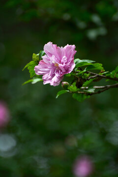 木芙蓉