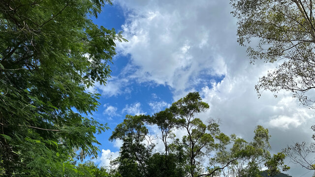 蓝天白云与绿树
