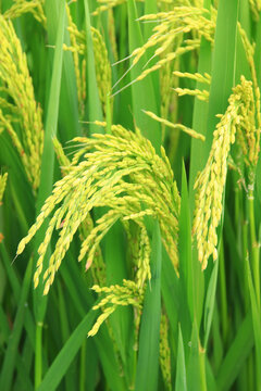 水稻生长