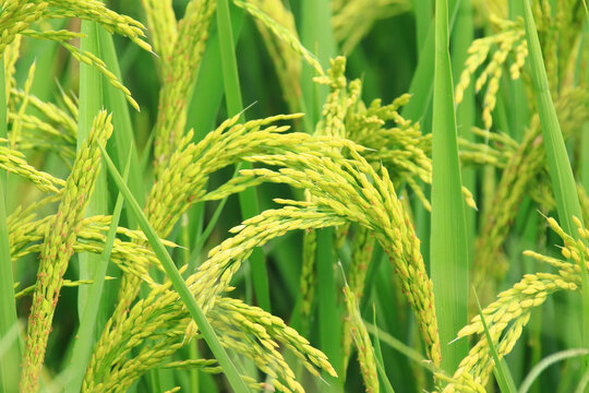 田野水稻