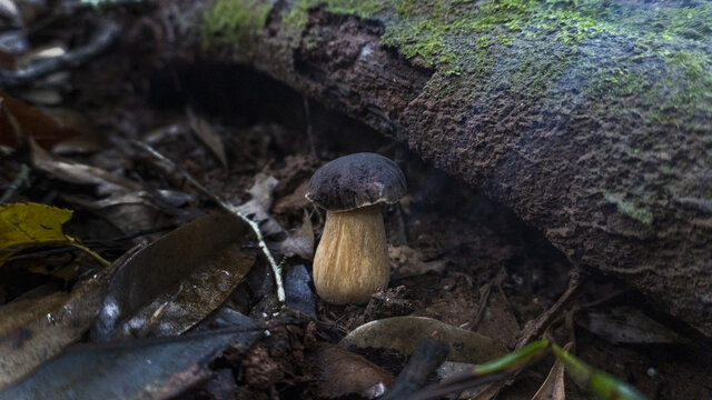 蘑菇野生菌真菌牛肝菌山珍美食