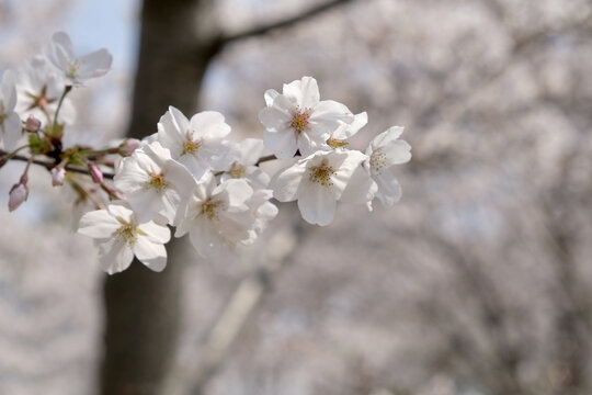 春季白色樱花的特写