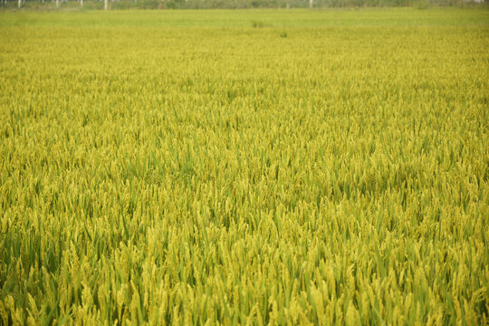 粳稻稻田