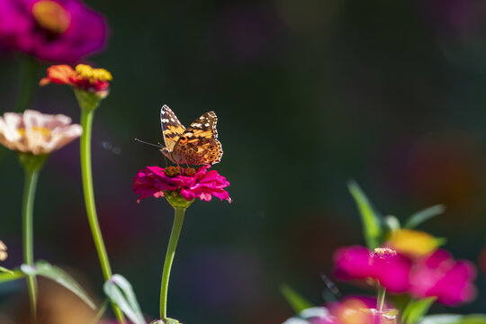 蝶恋花