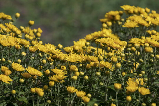 盛开的黄色小菊花