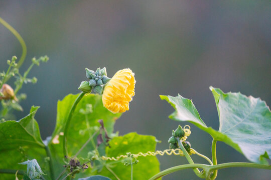 丝瓜花