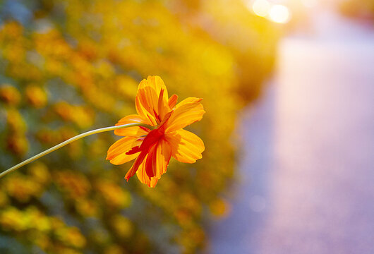 秋日硫华菊