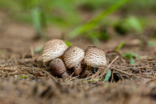 田野蘑菇