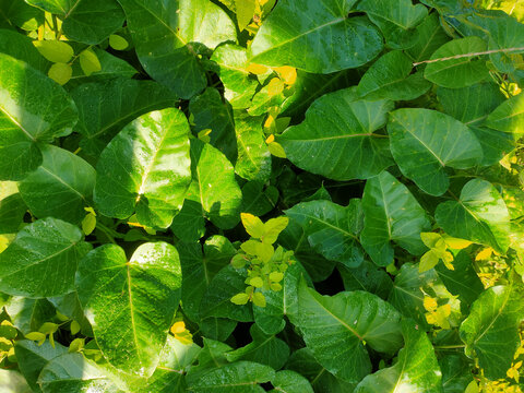 生机勃勃绿色植物叶子