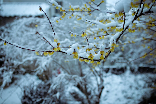 太湖冬雪