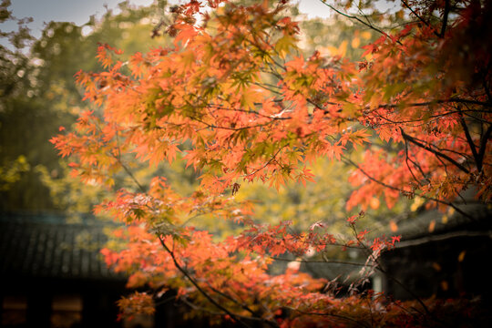 天平红枫