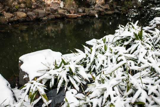 山林积雪