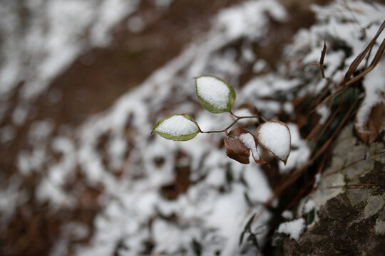 雪景植物